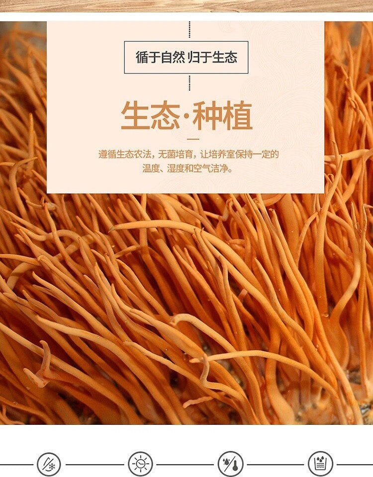 Militaris Fungus Chong Cao Hua Organic Premium 500g Super Mushroom Cordyceps
