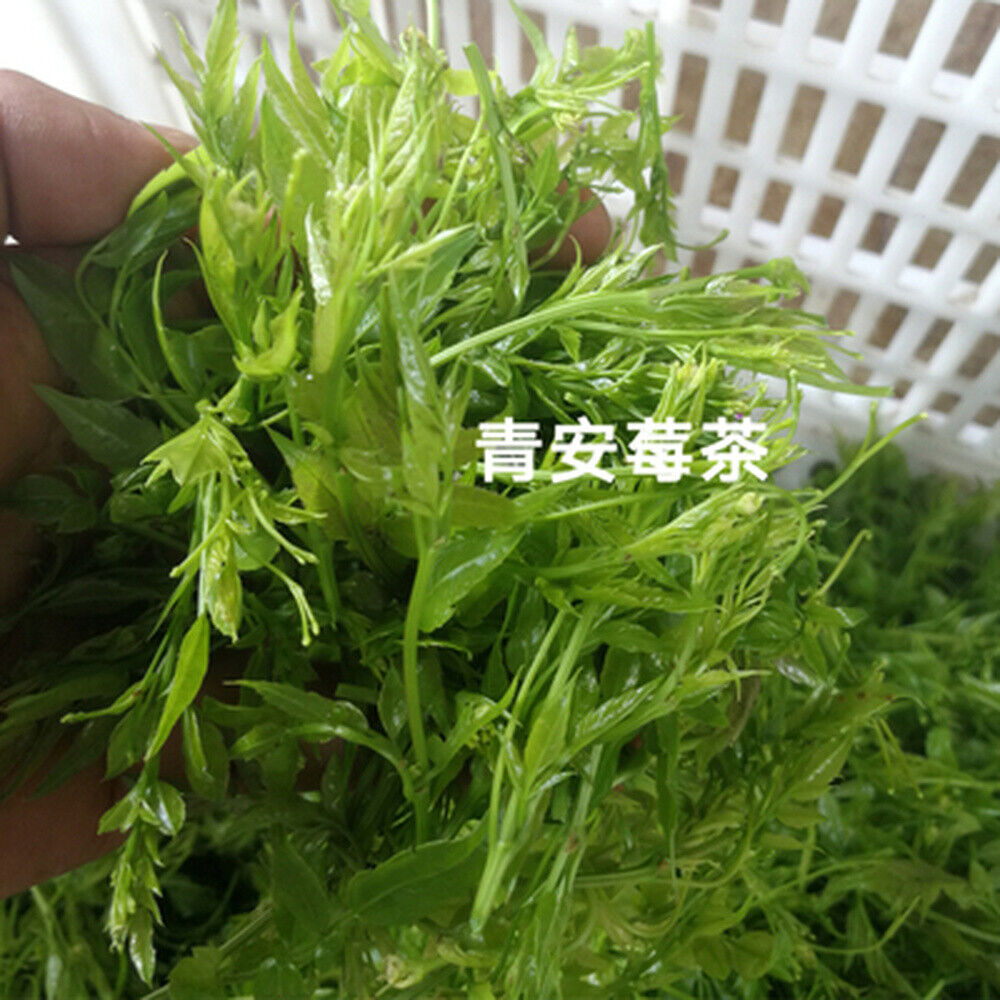 HelloYoung Organic Ecology Tea Top Grade ZhangJiaJie Mao Yan Mei Moyeam Wild Vines Teng Cha