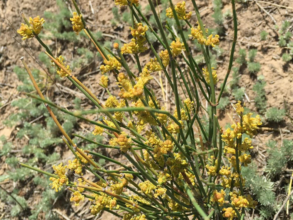 HelloYoung Newest Mo Mu Energy Huang Green Tea Natural Tea Herbal Tea Free Shipping