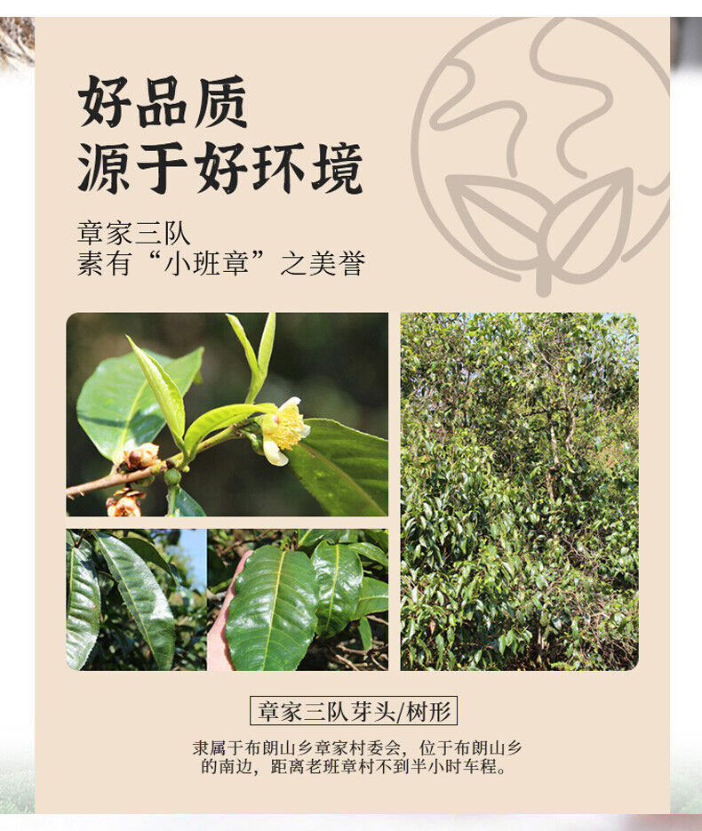 HelloYoung 2021 Haiwan Zhang Jia San Dui Puer Raw Tea Bulang Famous Mountain Aged Tree 500g