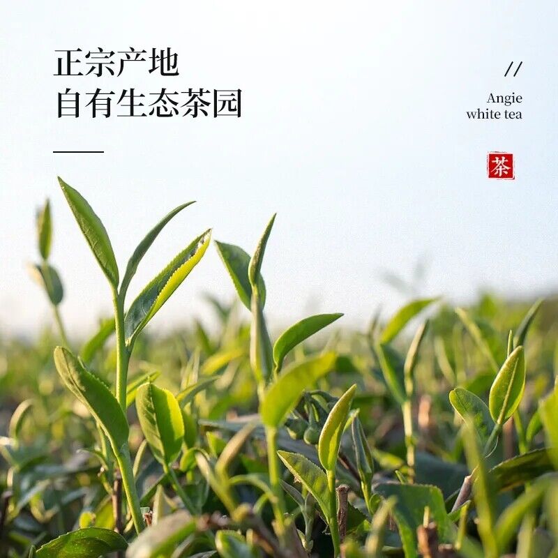 HelloYoung Dancong Qi Lan Fragrance (Rare Orchid) Oolong Tea Flower Aroma New Phoenix 250g