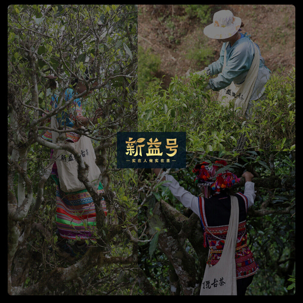 HelloYoung Natural Healthy Old Tea Ripe Pu'er Tea 250g 新益号 原味普洱 普洱茶 熟茶叶 勐海陈年老茶 天然健康小沱茶 香醇