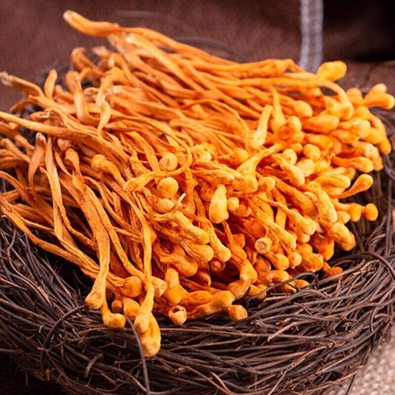 HelloYoung Dried Jin Chong Cao Herb Cordyceps Militaris Cordyceps Flower 虫草花