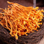 HelloYoung Dried Jin Chong Cao Herb Cordyceps Militaris Cordyceps Flower 虫草花