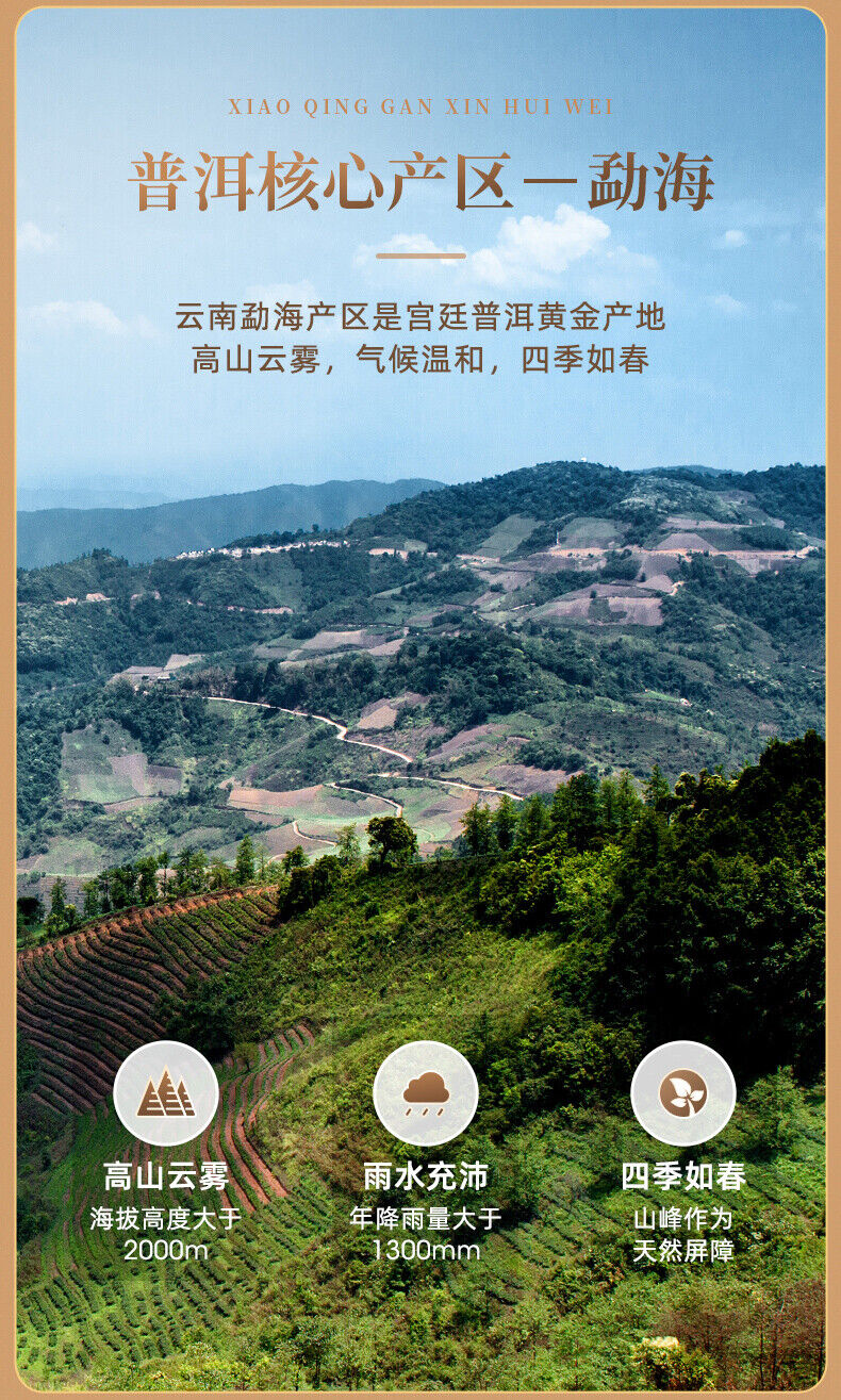 HelloYoung EFUTON Brand Chenpi Orange Pu'er Yunnan Pu-erh Tea Stuffed Tangerine Ripe 230g