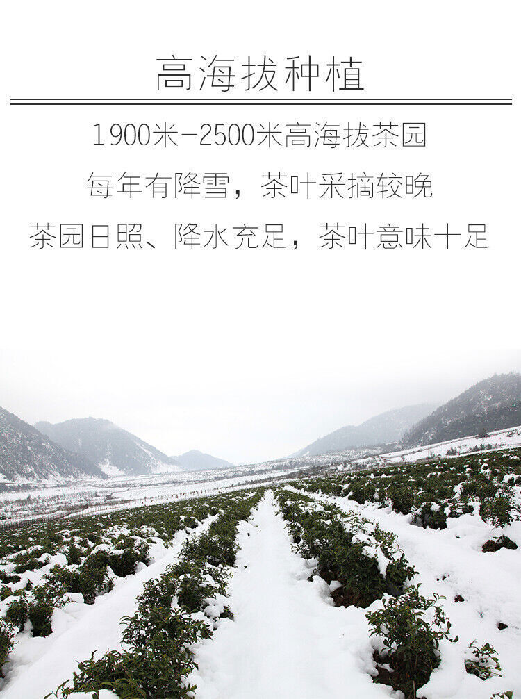 Organic Black Tea Yunnan Teng Chong High Mountain Jibian Feng Xue Hong Yun 100g