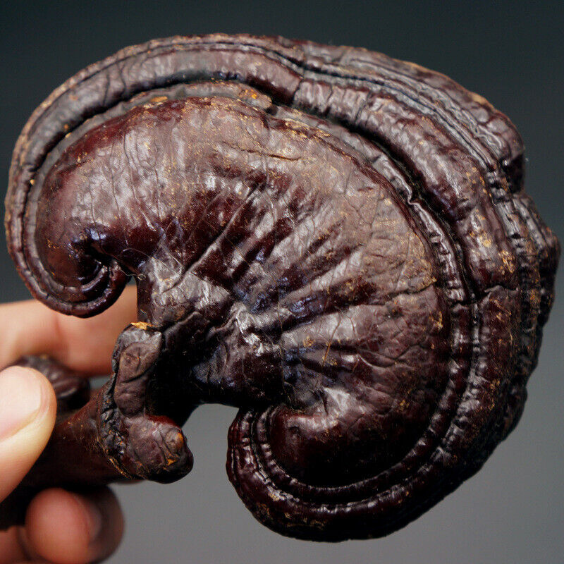 HelloYoung Wild Lingzhi Organic Reishi Mushroom Immortality 500g Purple Ganoderma Lucidum