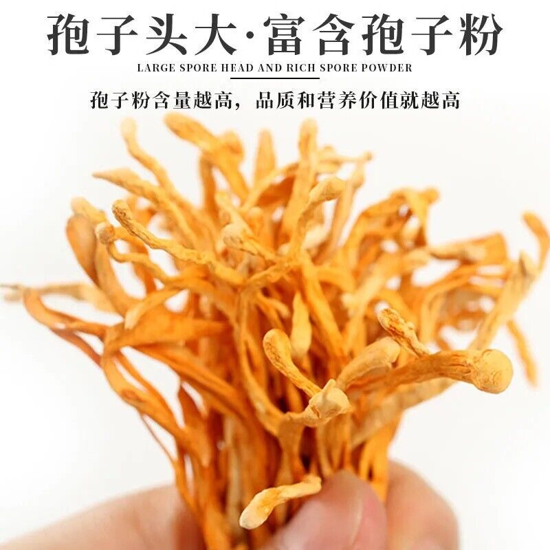 HelloYoung Dried Jin Chong Cao Herb Cordyceps Militaris Cordyceps Flower 虫草花