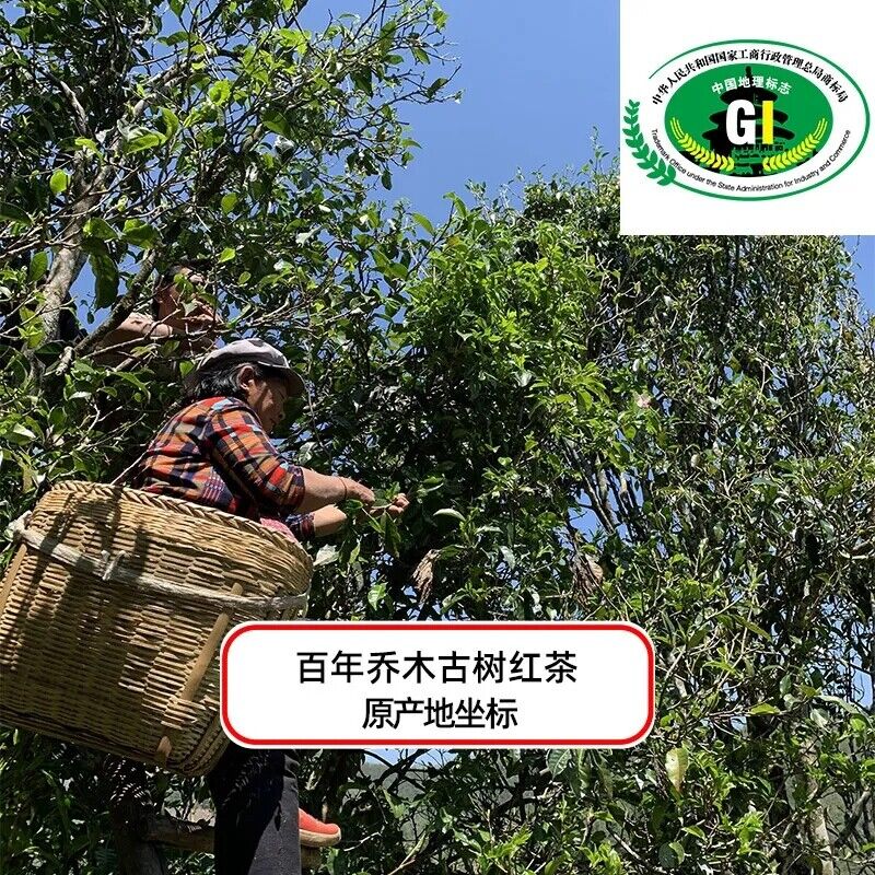 HelloYoung Natural Ancient Tree Loose Black Tea High Quality Daian Black Tea Health Tea