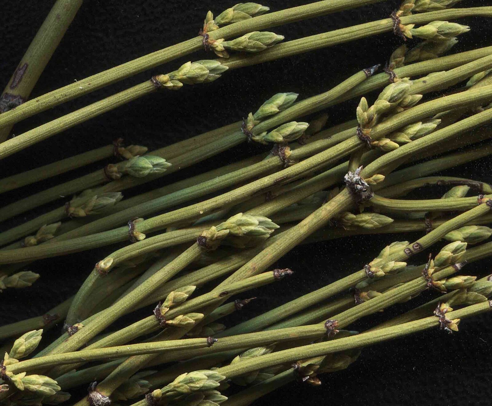 HelloYoung Newest Mo Mu Energy Huang Green Tea Natural Tea Herbal Tea Free Shipping