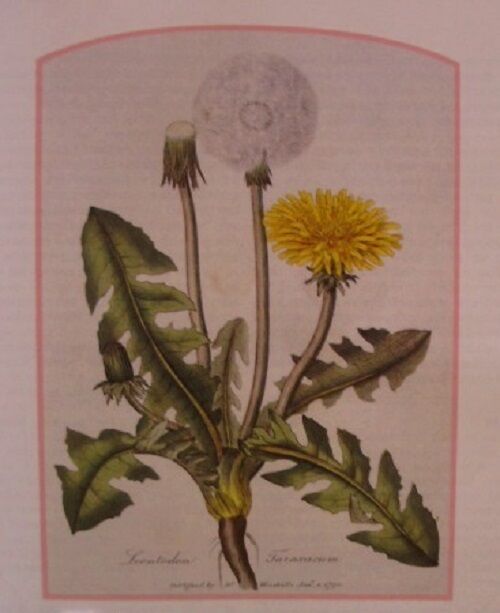 TISANE BIO FEUILLE DE PISSENLIT 100g Taraxacum officinalis herbe séchée Secondary image
