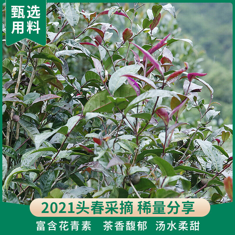 HelloYoung Zi Juan Pu'er Tea Wild Purple Ancient Tree Pu-erh Tea Raw Puerh 200g/7.04oz