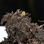 HelloYoung TAETEA Cha Puer Sheng Puerh Tea Batch 701 Dayi Early Spring Round Tea 380g