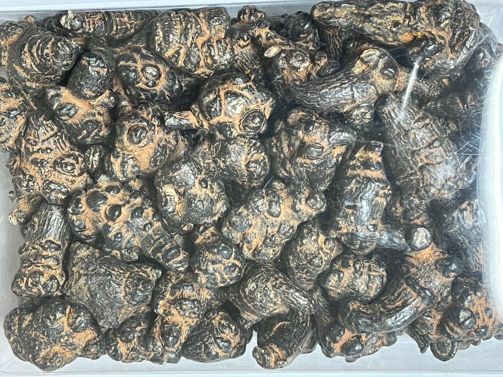 Black Radix Pseudoginseng 黑田七頭, good quality and price 1lb Main image