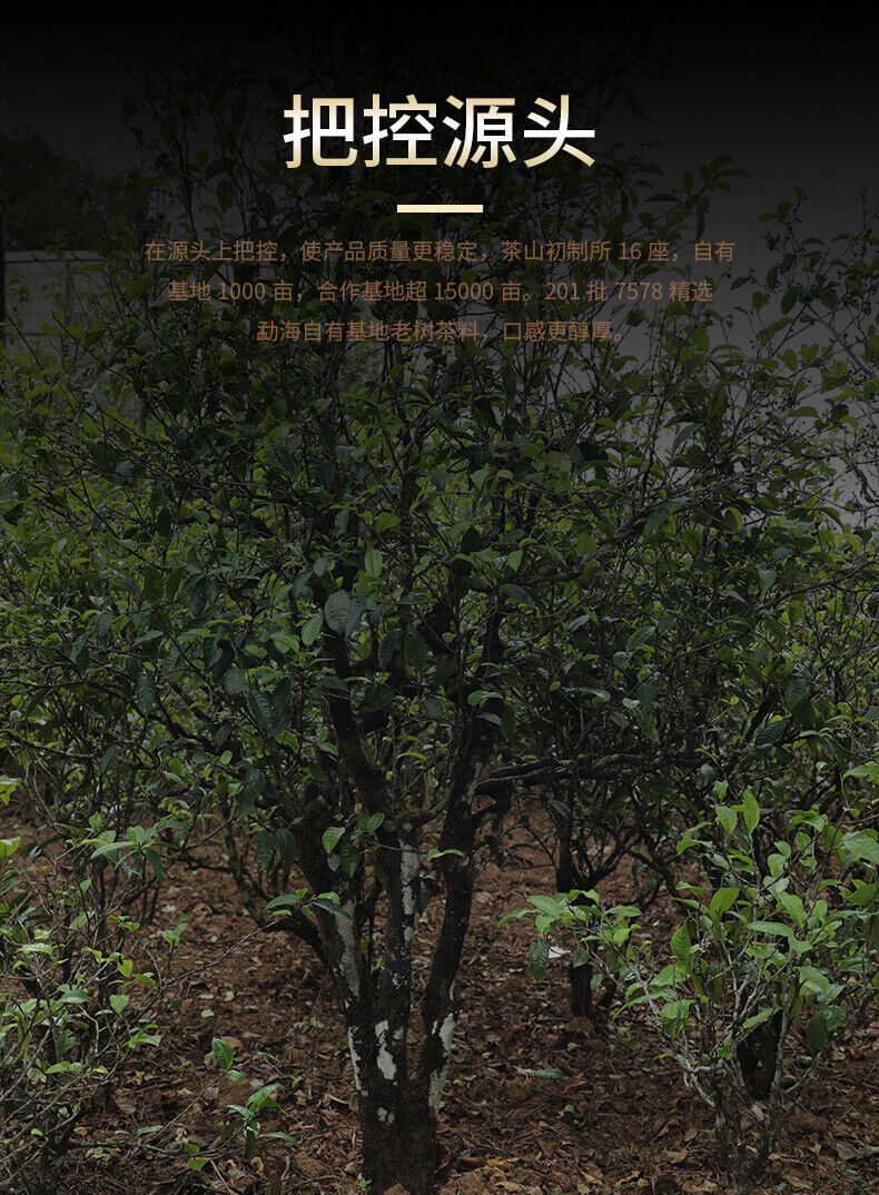 HelloYoung LaoTongZhi 7578 Batch 201 Ripe Puer Yunnan Old Comrade Haiwan Shu Pu'er Tea