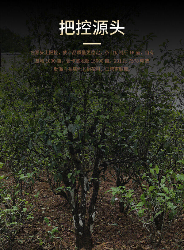 HelloYoung LaoTongZhi 7578 Batch 201 Ripe Puer Yunnan Old Comrade Haiwan Shu Pu'er Tea