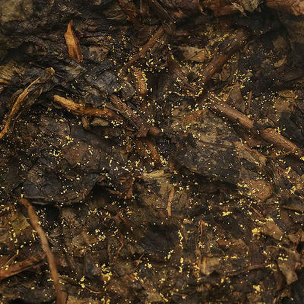 HelloYoung Hunan Anhua Black Tea Anhua Baishaxi 1953 Fucha Golden Flower Dark Tea 338g