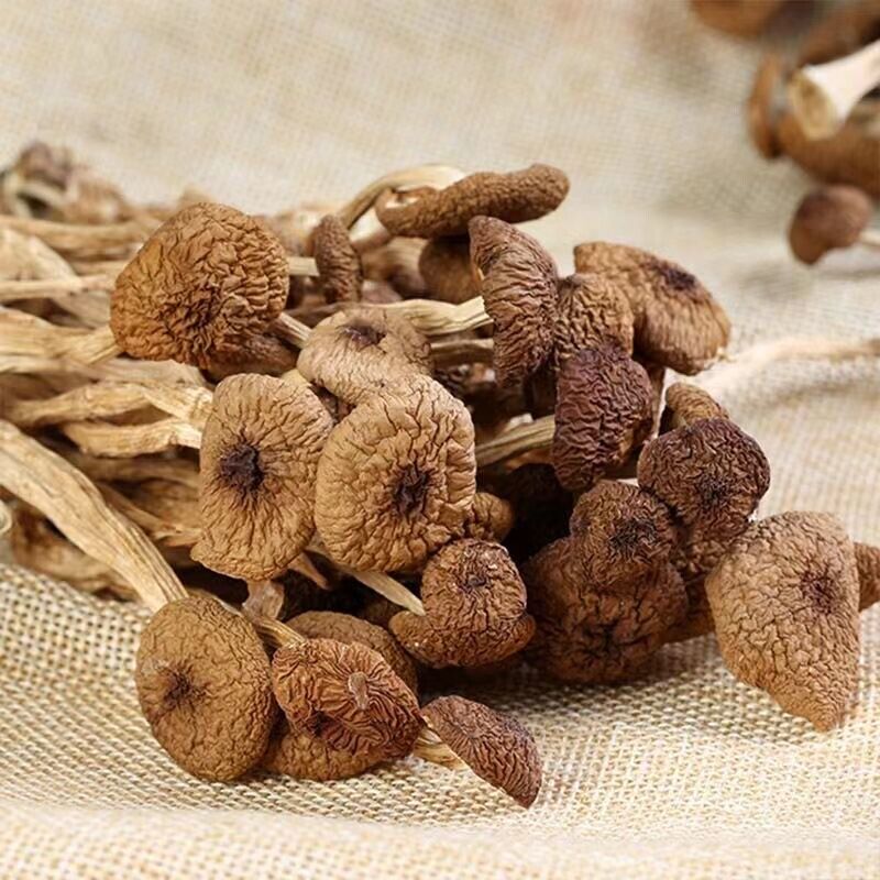 HelloYoung Natural Tea Tree Mushrooms agrocybe cylindracea Dried Mushrooms Kitchen Food 茶树菇