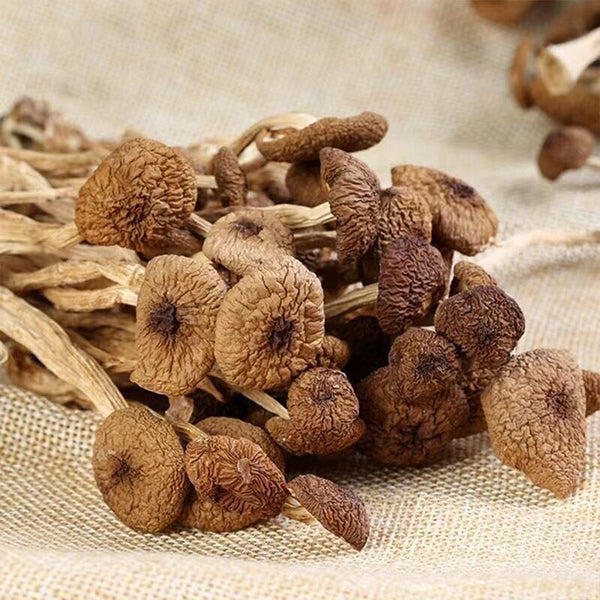 HelloYoung Natural Tea Tree Mushrooms agrocybe cylindracea Dried Mushrooms Kitchen Food 茶树菇