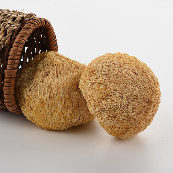 50g~500g Dried Lion's Mane Monkey Head Mushroom 猴頭菇 Herbs Health Stomach Food