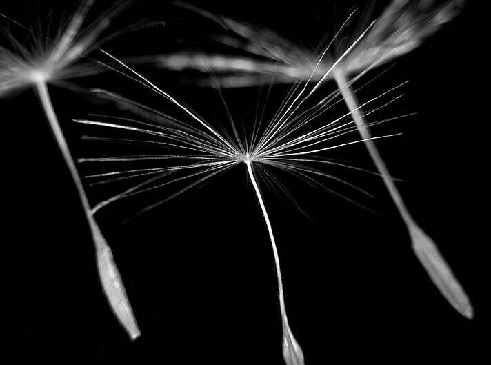Dandelion Medicinal Edible Flowers Giant Dandelion Dandelion Flowers