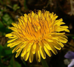 Dandelion Medicinal Edible Flowers Giant Dandelion Dandelion Flowers