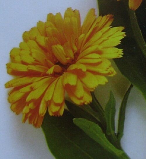 CALENDULA MARIGOLD PETALS ORGANIC HERBAL TEA 100g Officinalis dried herb Secondary image