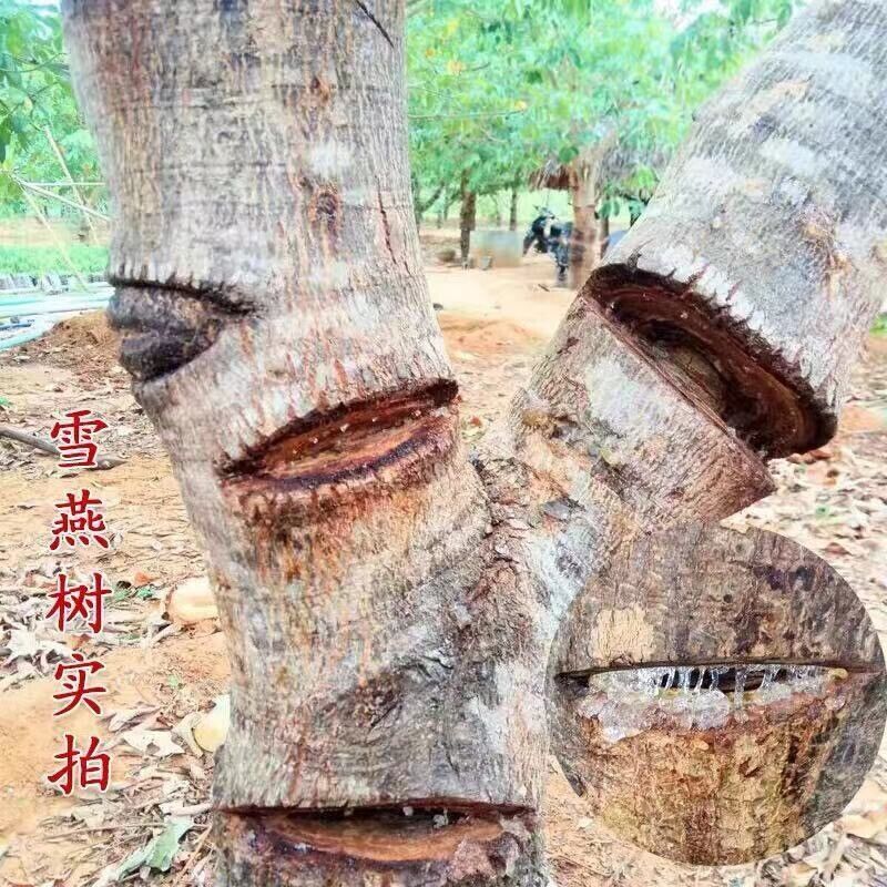 HelloYoung Natural Dried Gum Tree Secretion 雪燕 Xueyan Xue Yan, Snow Bird Nest Tao Jiao