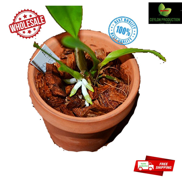 Organic Coconut Husk Chips 1-2cm Husk fiber Orchids Anthodium Growing Medium