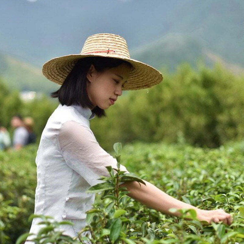 Fenghuangdancong Oolong Green Tea Phoenix Dancong Oolong Tea Loose Leaf Tea 125g
