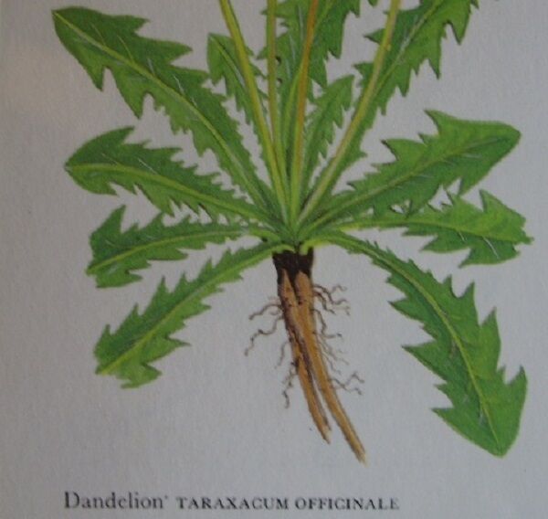 THÉ CRU SAUVAGE RACINE DE PISSENLIT 250g Taraxacum officinalis Herbe