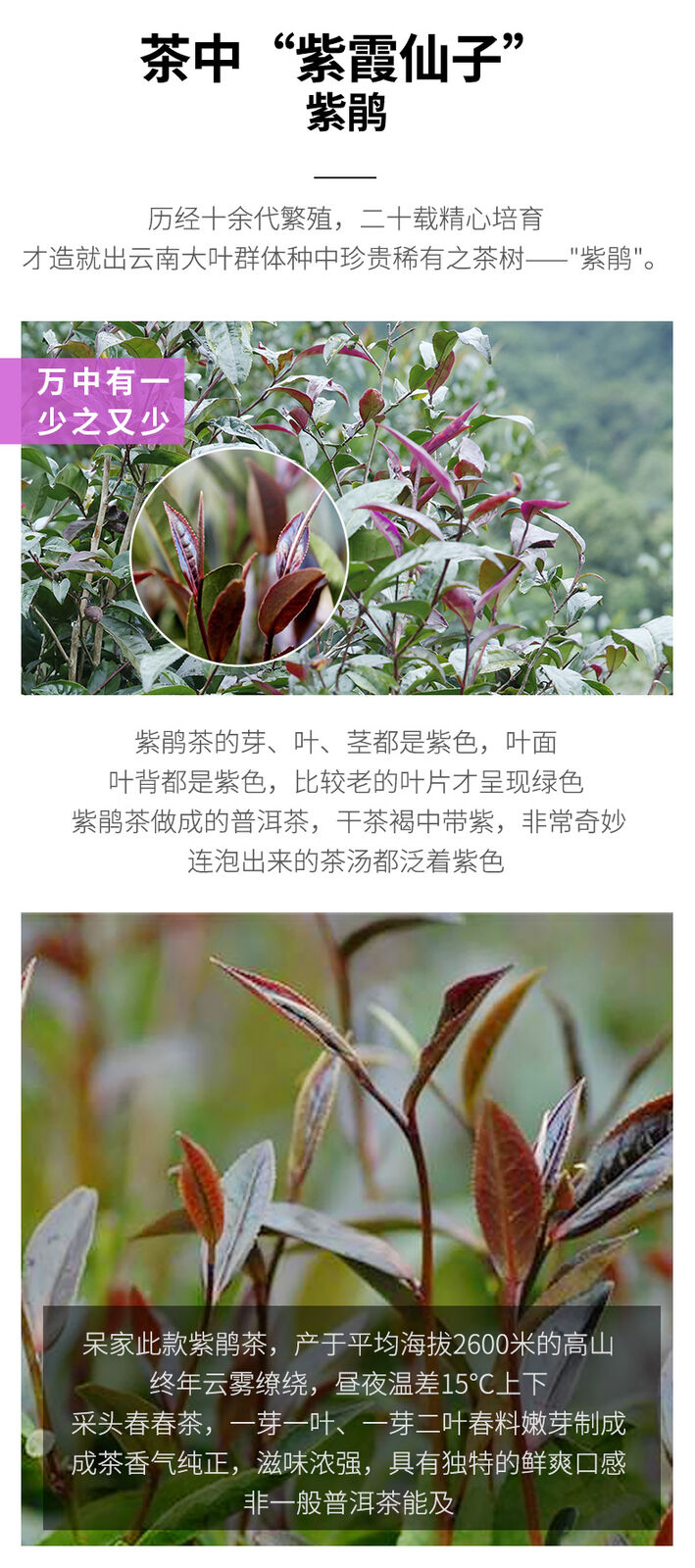 HelloYoung Zi Juan Pu'er Tea Wild Purple Ancient Tree Pu-erh Tea Raw Puerh 200g/7.04oz