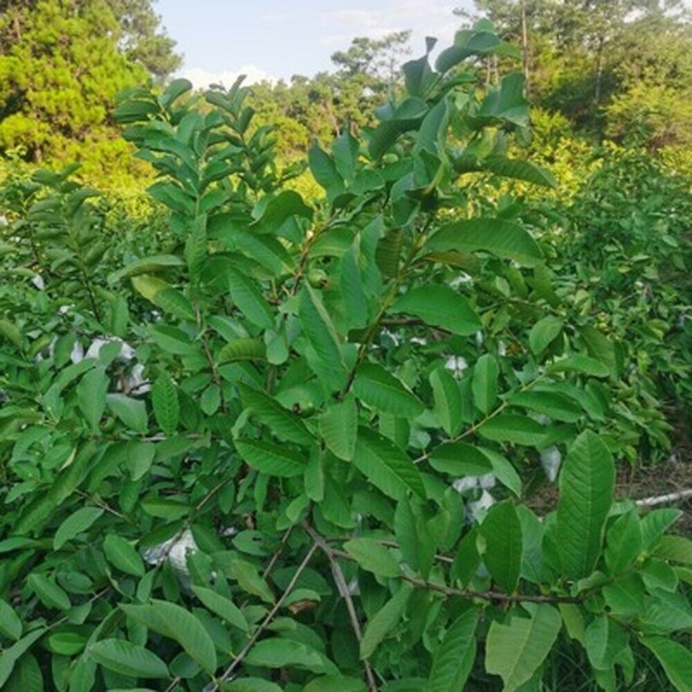 HelloYoung 100% Original Raw Guava Leaves Herbal Tea Weight Loss Fat Burner Skin Care Secondary image