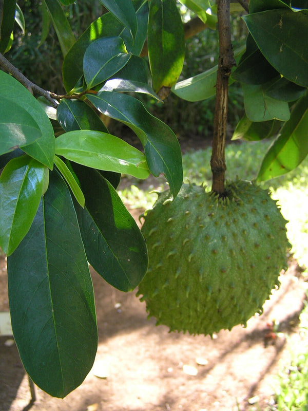 Organic Dehydrated/dried Soursop/Graviola/Annona/Muricat Tropical Fruit powder
