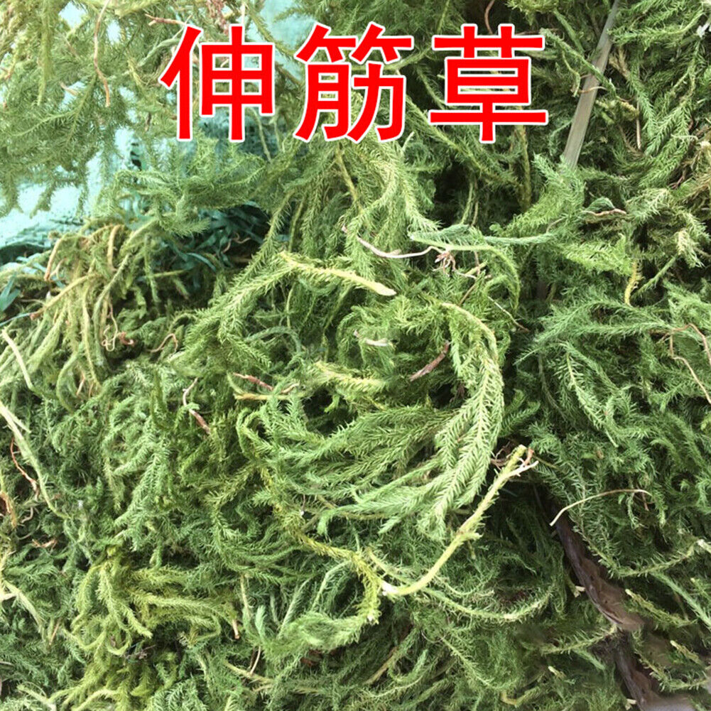 HelloYoung New Organic Shenjincao Organic Herbal Drink Tendongrass Natural Herbal Tea 500g