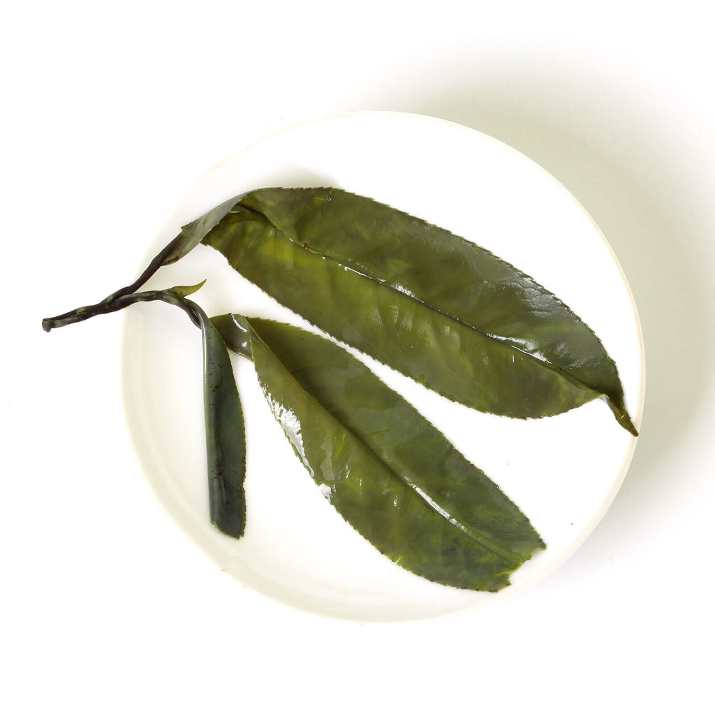 HelloYoung HELLOYOUNG Premium Needle Kuding Bitter Herbal Green Tea Chinese Spike Largeleaf