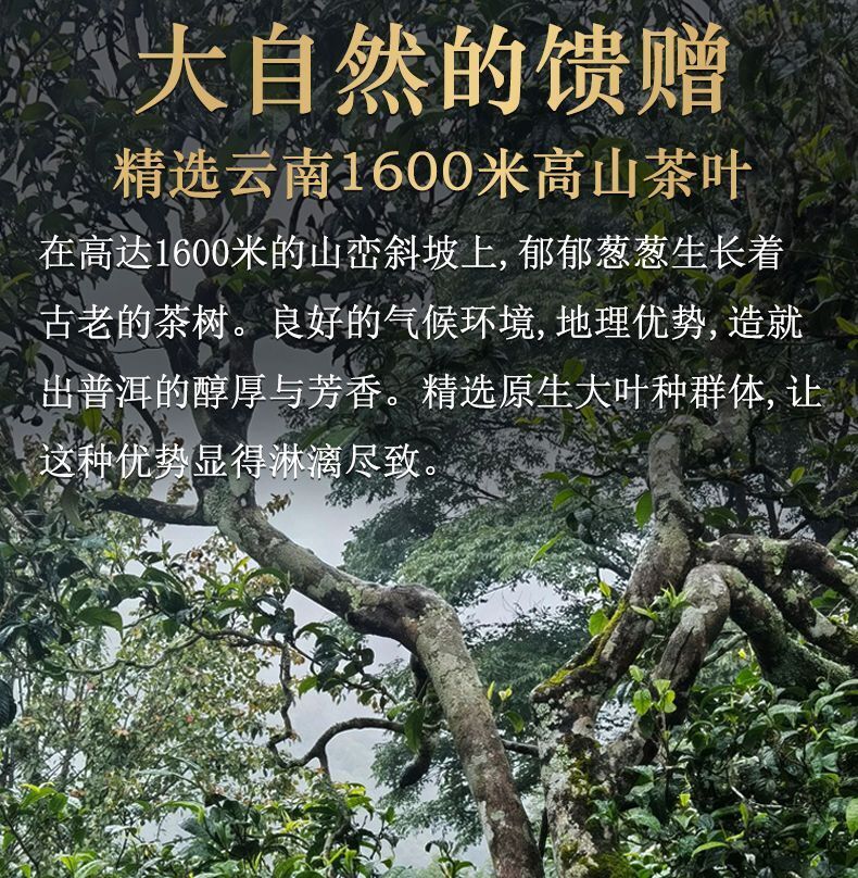 HelloYoung HAIWAN Old Comrade Qiao Mu Tuo Pu-erh Tea Tuo Raw Puer Mini Lao Tong Zhi