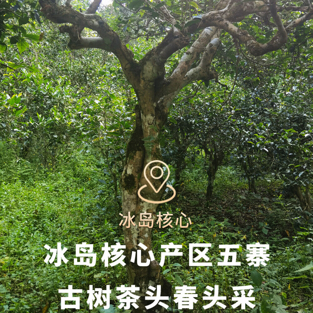 HelloYoung Puer small grain Yunnan tea Bingdao Natural Health Tea Xiaotuo tea Longzhusheng