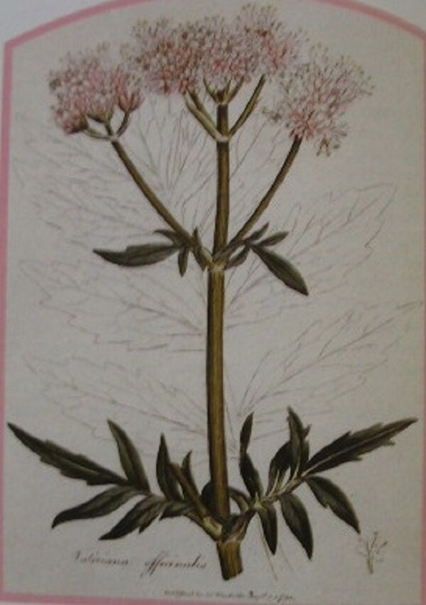 VALERIAN ROOT WILDCRAFTED HERBAL TEA 250g Valeriana officinalis Dried Herb Secondary image