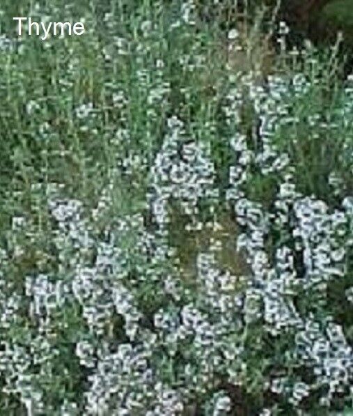 THYME LEAF ORGANIC HERBAL TEA 100g Thymus vulgaris dried herb Secondary image