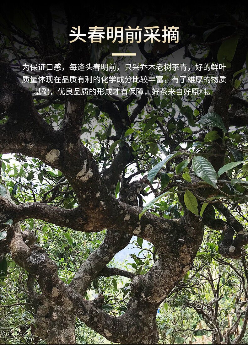 HelloYoung Haiwan Lao Tong Zhi 9908 Ripe Pu'er Lao Cha Tou Old Brick Shu Puer Tea 500g