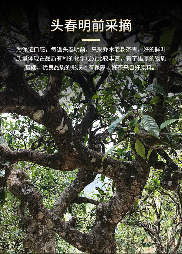 HelloYoung Haiwan Lao Tong Zhi 9908 Ripe Pu'er Lao Cha Tou Old Brick Shu Puer Tea 500g