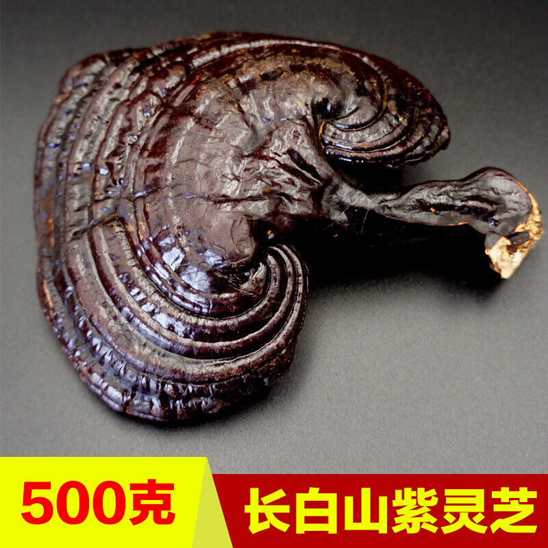 HelloYoung Wild Lingzhi Organic Reishi Mushroom Immortality 500g Purple Ganoderma Lucidum