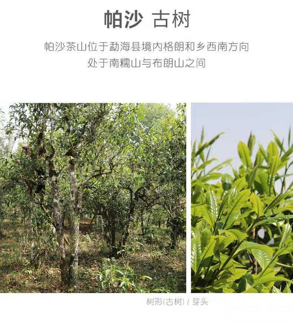 HelloYoung Laotongzhi Puerh Tea Pasha Old Tree Pu'er Raw Tea 500g Sheng Puer Tea Cake