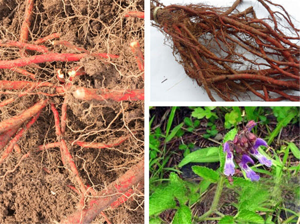 HelloYoung 250/500g Red Sage Dan Shen Root (Salvia miltiorrhiza) Organic Chinese Medicine