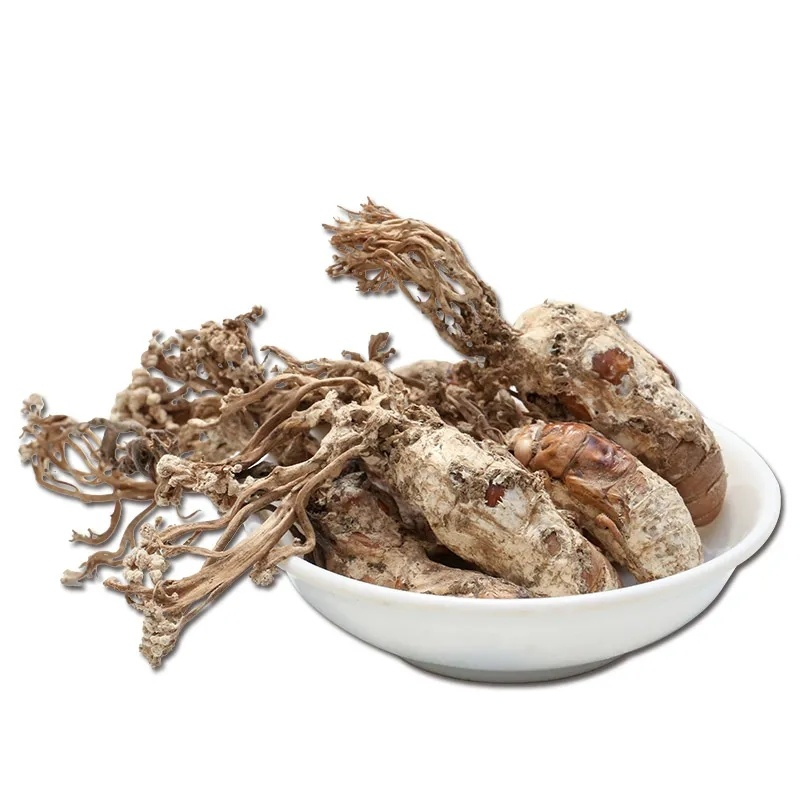 HelloYoung Big Cordyceps Sinensis 大虫草 Golden Cicada Flower / Isaria cicadae Miq / 金蝉花100g Secondary image