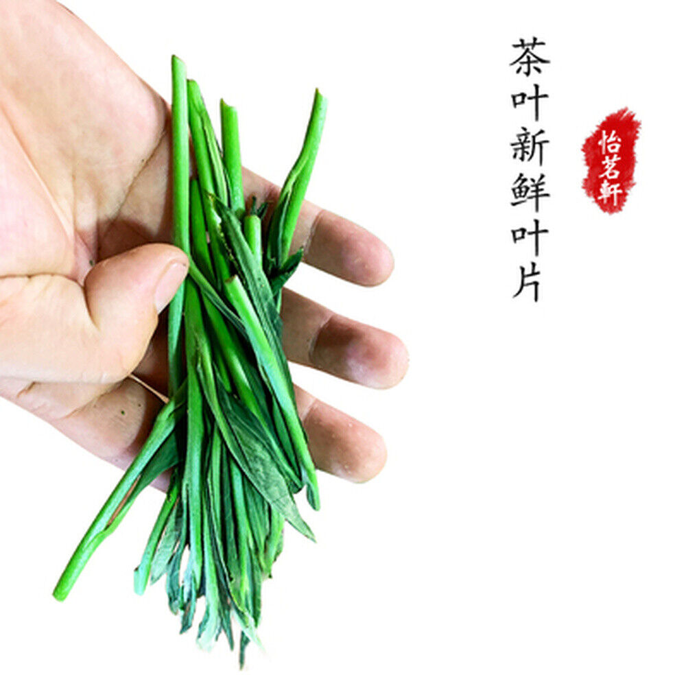 HelloYoung Premium Green Tea Organic Green Tea Pacific Houkui Monkey King 250g/8.8oz
