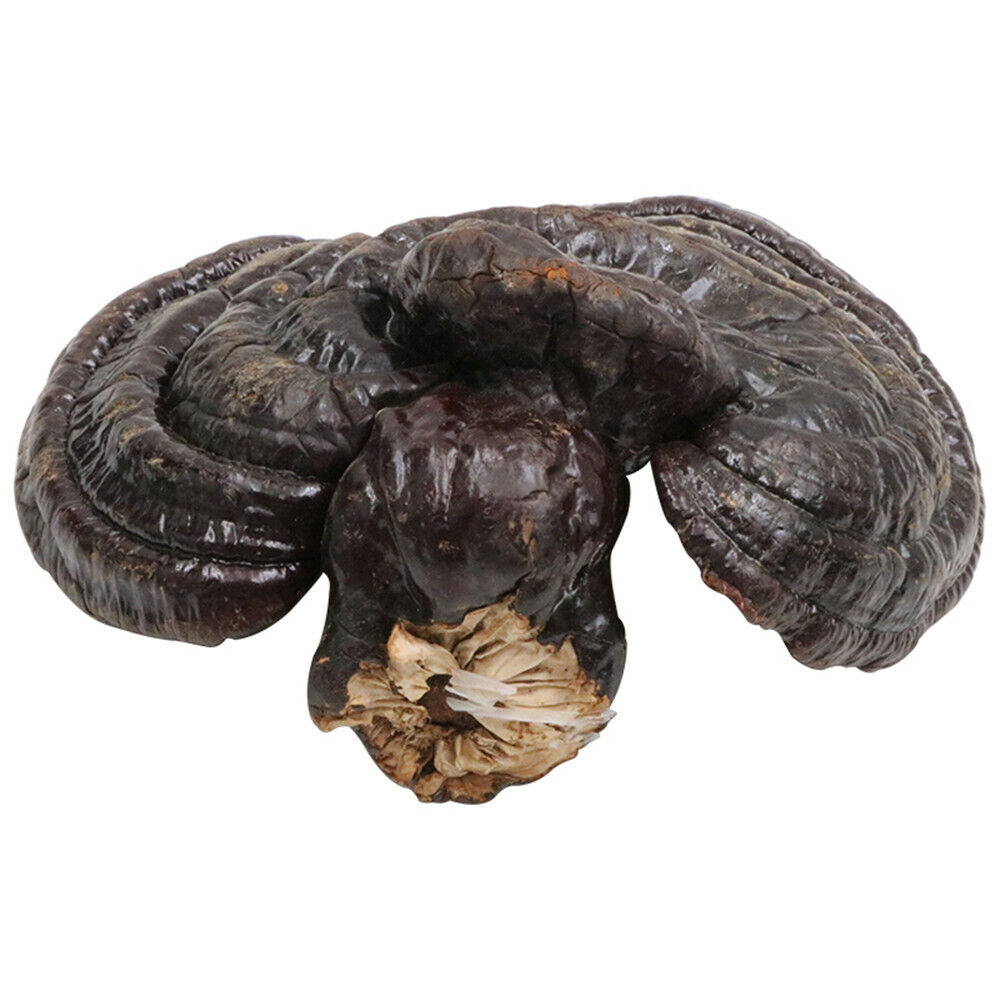 HelloYoung 100% Natural Black Ganoderma Lucidum Halal Dried Ganoderma Mushroom 17.6oz Secondary image