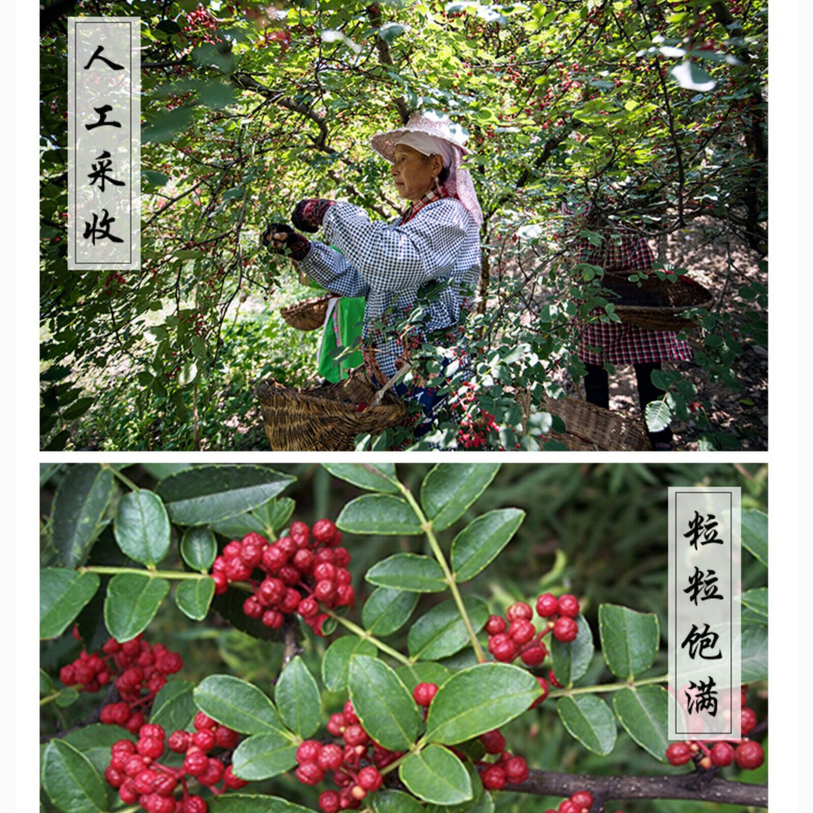HelloYoung Sichuan Peppercorn Red Pepper Huajiao for Cooking and Soup Healthy Herbal 250g