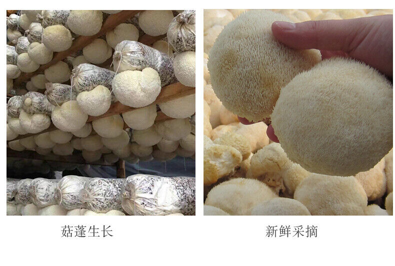 50g~500g Dried Lion's Mane Monkey Head Mushroom 猴頭菇 Herbs Health Stomach Food